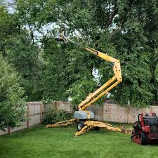 Professional Tree Removal and Landscaping Services in Martins Ferry, OH